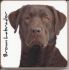 Labrador Dog Puppy Coaster - Dog Lovers 6 Designs 