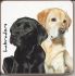 Labrador Dog Puppy Coaster - Dog Lovers 6 Designs 