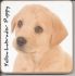 Labrador Dog Puppy Coaster - Dog Lovers 6 Designs 