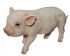 Micro Pig Piglet - Lifelike Ornament Gift - Indoor or Outdoor - Pet Pals Vivid Arts