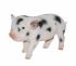 Micro Pig Piglet - Lifelike Ornament Gift - Indoor or Outdoor - Pet Pals Vivid Arts