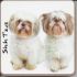 Shih Tzu Dog or Puppy Coaster - Dog Lovers - 3 Designs 