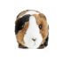 Guinea Pig Tri Coloured Plush Soft Toy - 18cm - Living Nature