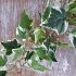 Ivy Variegated Leaf Garland Artificial - 180cm - Sincere