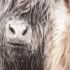 Three of a Kind Small - Highland Cow 82cm - Wall Art Canvas Framed - Charlotte Oakley