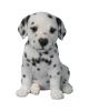 1548870587PPDALMFDalmatianPuppyF4.jpg