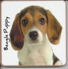 1549962961BeaglePuppy.jpg