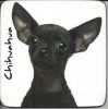 1549964897Chihuahuablackshorthair.jpg