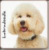 1550745613Labradoodle.jpg